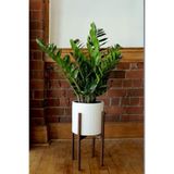 Garden Online Zamioculcas Zamiifolia - Zamia Zeze Dolgun Form Canlı Salon Bitkisi Bol Yapraklı Hediye Paketli