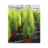 gardenata Limon Çamı Limoni Servi 2 Yaşında Fidan 30-35 Cm Boylu