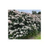Gardenbox 10 Adet Yağlı Yapraklı Kartopu Bitkisi Fidesi, Viburnum Tinus, Dış Mekan Çit