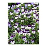 Gardenbox 10'lu Beyaz Mor Hercail Menekşe Çiçeği Fidanı, 5-15 cm Tüplü, Viola