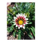 Gardenbox 10'lu Beyazlı Pembeli Gazanya Çiçeği Fidanı, 15-25 cm, Tüplü
