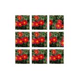 Gardenbox 10'lu Kırmızı Buz Çiçeği Fidesi, 5-15 cm, Tüplü, Mesembryanthemum