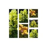 Gardenbox 10'lu Sarı Aslanağzı Çiçeği Fidanı 5-15 Cm Tüplü Çiçekli Bodur Antirrhinum Majus
