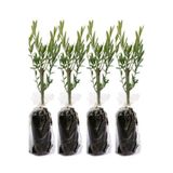 Gardenbox 10'lu Zeytin Fidanı, 30-40 cm, Tüplü, Olive Sapling