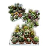 Gardenbox 12 Adet Kaktüs ve Sukulent Set, Karışık Canlı Bitkiler