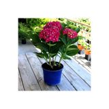 Gardenbox 2 Adet Kırmızı Çiçekli Ortanca Fidanı, 25-40 cm, Saksılı