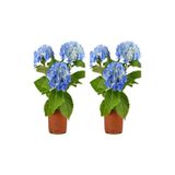 Gardenbox 2 Adet Mavi Çiçekli Ortanca Fidanı, 30-55 cm, Tüplü, Blue Hydrangea