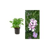 Gardenbox 2 Adet Mis Kokulu Lavanta Çiçeği, 15-35 cm, Saksılı Çiçekli Bodur Bitki