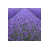 Gardenbox 20 Adet Lavanta Angustifolia Fidanı Fidesi, Mor