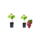 Gardenbox 2'Li Meyve Seti Çekirdekli Üzüm + Kırmızı Üzüm Fidanı, 20-50 cm