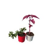 Gardenbox 2'Li Mini Bitki Seti, Buz Çiçeği ve Çingene Şalvarı Çiçeği