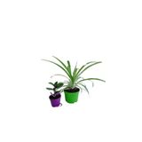 Gardenbox 2'Li Mini Set Telgraf + Kurdele Çiçeği, 5-10 cm, İç/Dış Mekan Bitkileri