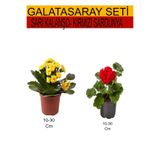 Gardenbox 2'Li Sarı Kalanşo + Kırmızı Ortanca Dış Mekan Bitkisi Seti, 10-30 cm