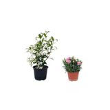 Gardenbox 2'Li Set Arap Yasemini + Pembe Karanfil Çiçeği Dış Mekan Bitkisi