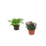 Gardenbox 2'Li Set Itır Çiçeği + Pemba Karanfil Balkon Dış Mekan Bitkisi