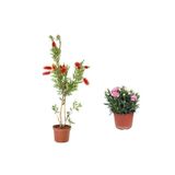 Gardenbox 2'Li Set Kırmızı Fırça Çalısı Fidanı + Pembe Karanfil Çiçeği, Dış Mekan Bitkisi