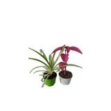 Gardenbox 2'Li Set Kurdele Çiçeği ve Çingene Şalvarı Bodur Bitkiler