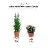 Gardenbox 2'Li Set Limon Kokulu Servi Fidanı + Karanfil Çiçeği, Çok Renkli, Dış Mekan Bitkisi