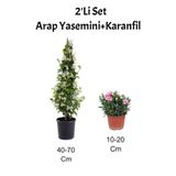 Gardenbox 2'Li Set Mis Kokulu Arap Yasemini + Pembe Karanfil Çiçeği Dış Mekan Bitkisi