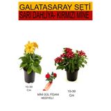 Gardenbox 2'li Set Sarı Dahliya, Kırmızı Mine, Kırmızı Gül Fidanı, 10-30 cm