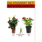 Gardenbox 2'li Set Sarı Japon Gülü, Kırmızı Gül Fidanı, Kurdele Çiçeği, 20-40 cm