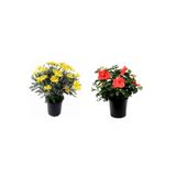 Gardenbox 2'Li Takım Seti Sarı Çalı Papatyası + Kırmızı Japon Gülü, 10-30 cm