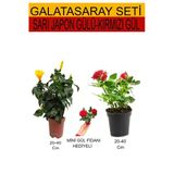 Gardenbox 2'Li Takım Seti Sarı Japon Gülü, Kırmızı Gül, Hediyelik Kırmızı Gül Fidanı, 20-40 cm