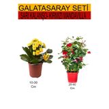Gardenbox 2'Li Takım Seti Sarı Kalanşo + Kırmızı Mandavilla Çiçeği