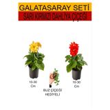 Gardenbox 2'li Takım Seti Sarı-Kırmızı Dahliya Çiçeği, Mini Buz Çiçeği Hediyelik