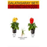 Gardenbox 2'li Takım Seti Sarı-Kırmızı Dahliya Çiçeği, Mini Kurdele Çiçeği Hediyelik, 10-30 cm