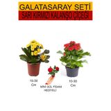 Gardenbox 2'Li Takım Seti Sarı-Kırmızı Kalanşo, Kırmızı Gül Fidanı Hediyelik