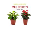 Gardenbox 2'li Takım Seti Sarı-kırmızı Milli Dikenler Tacı Çiçeği