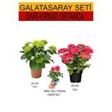 Gardenbox 2'Li Takım Seti Sarı-Kırmızı Ortanca + Hediyelik Pembe Gül Fidanı, 20-40 cm