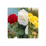 Gardenbox 3 Adet Kırmızı Beyaz Sarı Gül Fidanı Saksılı, 45-85 cm