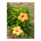 Gardenbox 3 Adet Sarı Japon Gülü Fidani 60cm