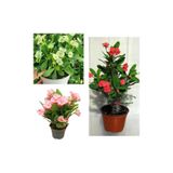 Gardenbox 3'lü Karışık Renk Dikenler Tacı Çiçeği, 10-20 cm, Tüplü Bodur Bitkiler, Euphorbia Milli