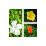 Gardenbox 3'lü Karışık Renk Japon Gülü Çiçeği, 20-30 cm, Tüplü Çiçekli Bodur Bitki