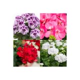 Gardenbox 3'lü Karışık Renk Sakız Sardunya Çiçeği, 20-30 cm, Tüplü, Geranium