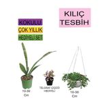 Gardenbox 3'lü Set Kılıç Bitkisi, Beyaz Kalanşo, Kırmızı Gül Fidanı, 10-30 cm
