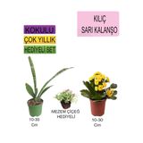 Gardenbox 3'lü Set Kılıç, Sarı Kalanşo, Mezem Çiçeği Hediyelik Bitkiler, 10-30 cm
