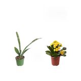 Gardenbox 3'lü Set Kılıç, Sarı Kalanşo, Para Çiçeği, 10-30 cm, Hediyelik
