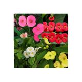Gardenbox 4 Adet Dikenler Tacı Çiçeği, Sarı, Kırmızı, Pembe, Beyaz, 5.5 cm Saksı