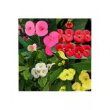 Gardenbox 4 Adet Dikenler Tacı Çiçeği, Sarı, Kırmızı, Pembe, Beyaz, 5.5 cm Saksı