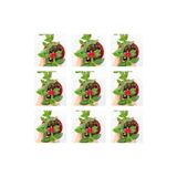 Gardenbox 40'lı Buz Çiçeği, 5-15 cm Tüplü, Mezar-Kabir Yer Örtücü, Mesembryanthemum