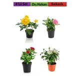 Gardenbox 4'lü Bahçe Seti, Kırmızı, Beyaz, Sarı, Pembe Gül Fidanları, 15-25 cm, Dış Mekan Bitkileri