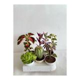 Gardenbox 4'lü Bitki Seti, Yaprak Güzeli, Sukulent, Telgraf, Kaktüs, Aşkın Göz Yaşı, Kokulu Benjamin