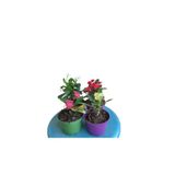 Gardenbox 4'lü Milli Dikenler Tacı Seti, Beyaz+Pembe+Kırmızı+Sarı, 5-10 cm, İç/Dış Mekan Bitkisi