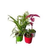 Gardenbox 4'lü Mini Set Kurdele, Buz, Areka, Çingene Şalvarı Çiçeği