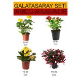 Gardenbox 4'lü Takım Seti Sarı Gül, Sarı Kalanşo, Kırmızı Küpeli Çiçeği, Çiçekli Bodur Bitkiler