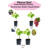 Gardenbox 4'lü Üzüm Seti, Cadı Parmağı, Kırmızı, Sarı, Royal Üzüm Fidanı, 20-50 cm